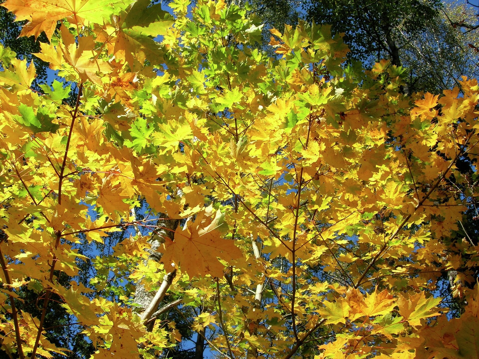 5 finurlige dyr og planter du kan opleve i naturen i november