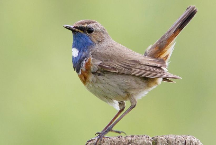 Den var væk i næsten 100 år – nu kan du høre den overalt  