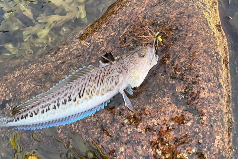 Fang og fortær en 'farlig' fjæsing