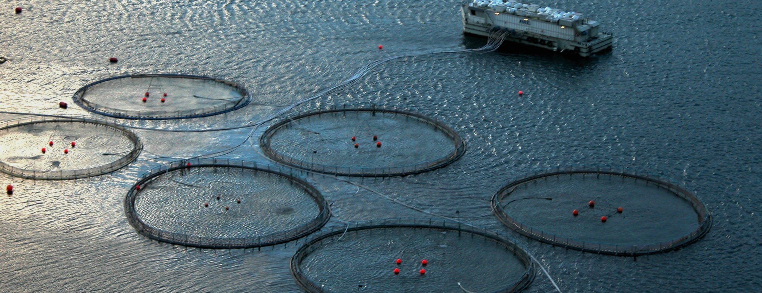 Havbrug er opdræt af fisk