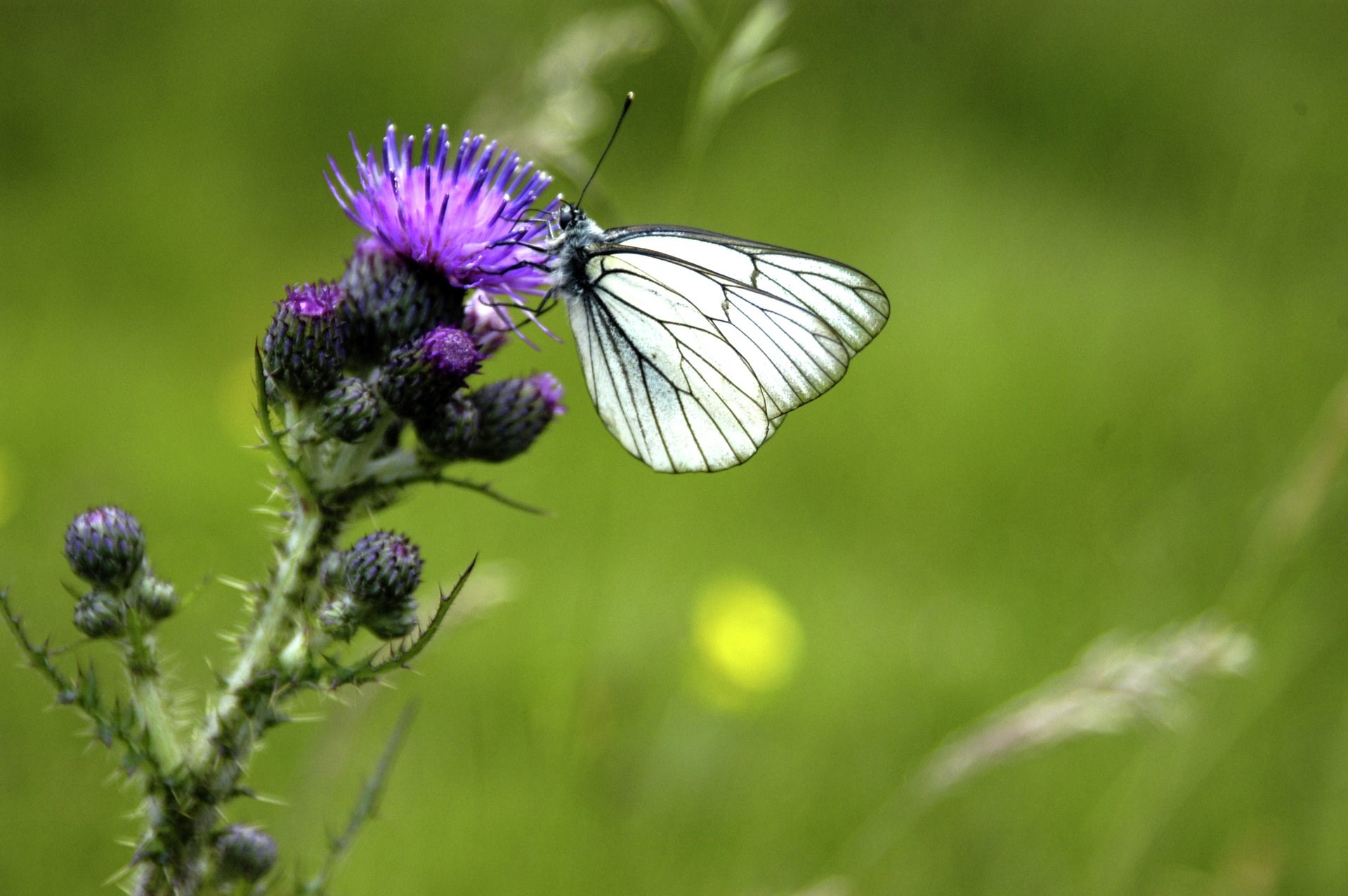 Test dig selv: Hvor godt kender du de danske sommerfugle?
