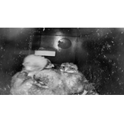 Gode nyheder for et af Danmarks mest sjældne dyr: Har fået unger