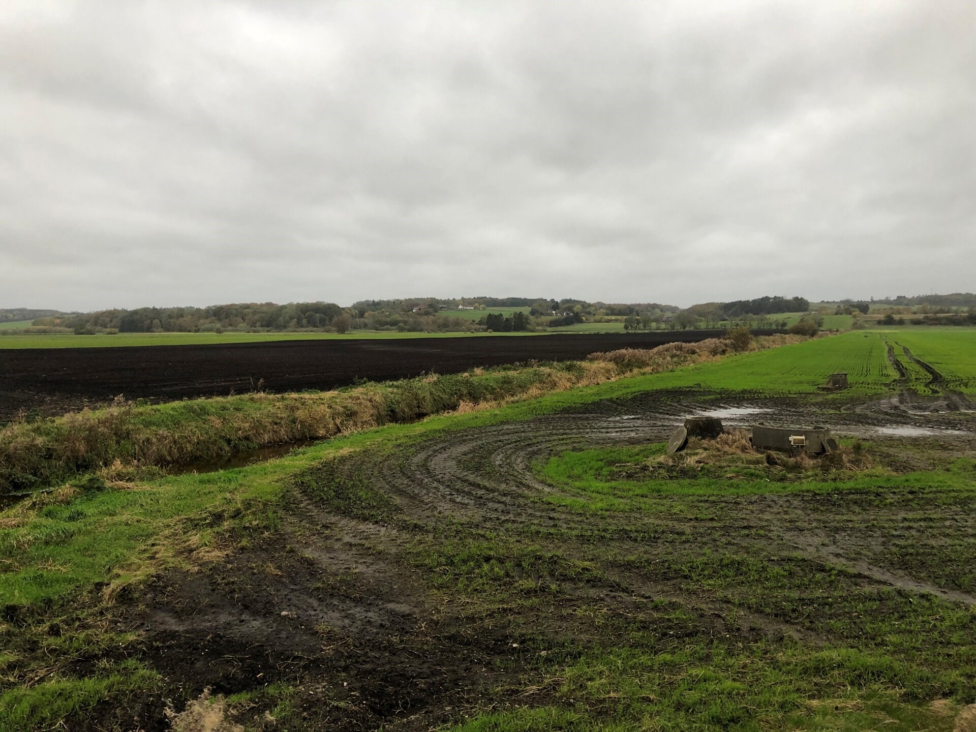 Undgå at købe særlig kartoffeltype: Går ud over sjælden natur
