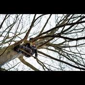 Kan jeg klatre i træer, kan jeg også klare skolen