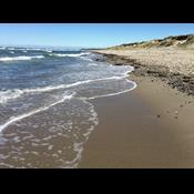 5 spændende dyr og planter du kan opleve i naturen i juli