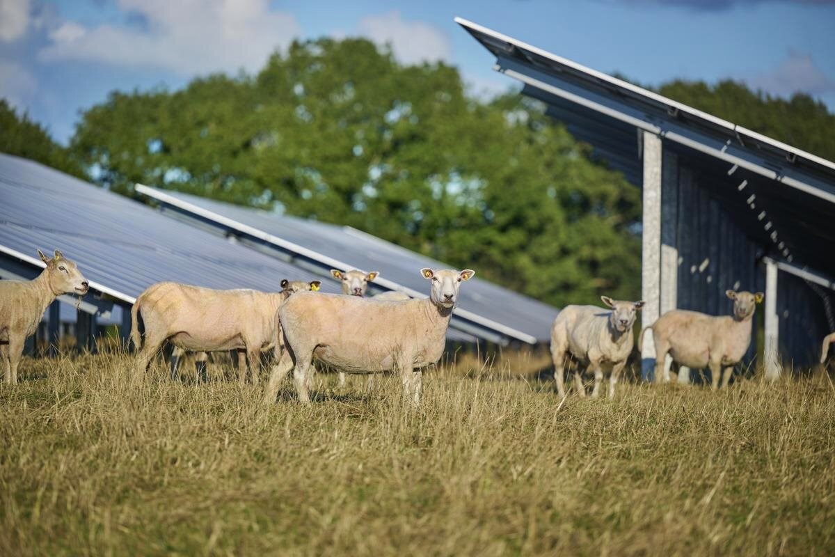 Solcellepark i Vedde sikrer både biodiversitet og bidrager til grøn omstilling af energi