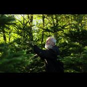 Han dyrker juletræer uden gift – mens resten skaber evighedskemikalier