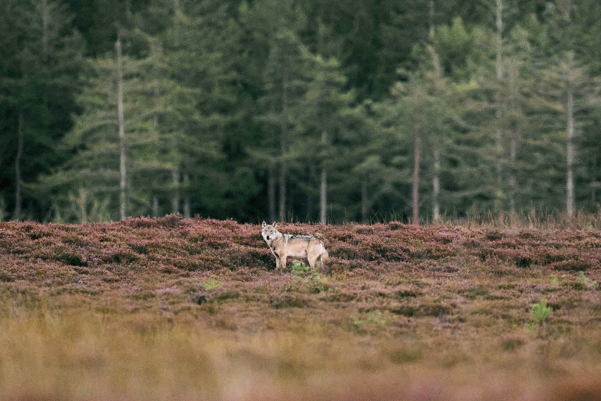 9 myter om ulve, heste og hegn
