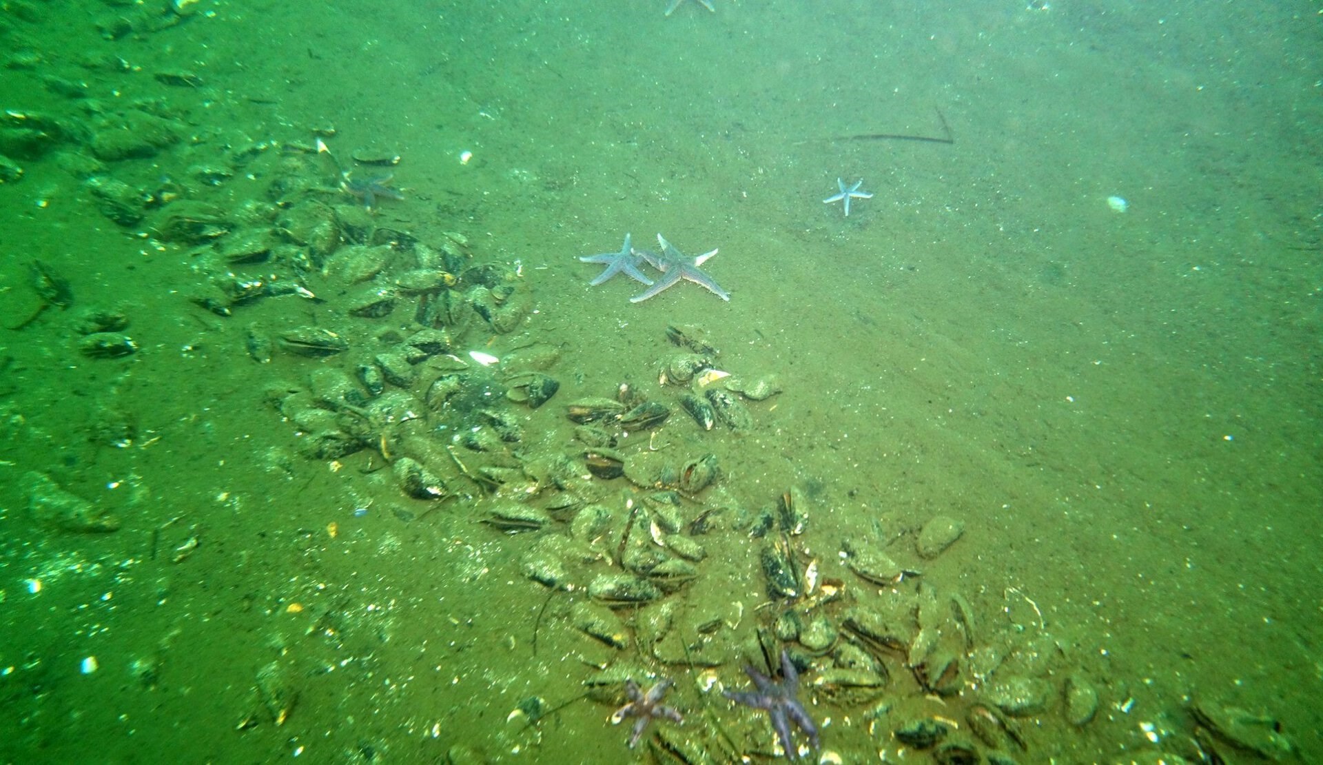 DN efter TV 2-afsløringer: Et kæmpe svigt at ulovlig ødelæggelse af havet kunne fortsætte