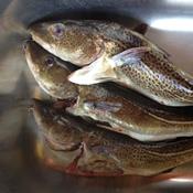 Populær dansk fisk på vej mod kollaps: Nu truer selv stangfiskeriet torsken 