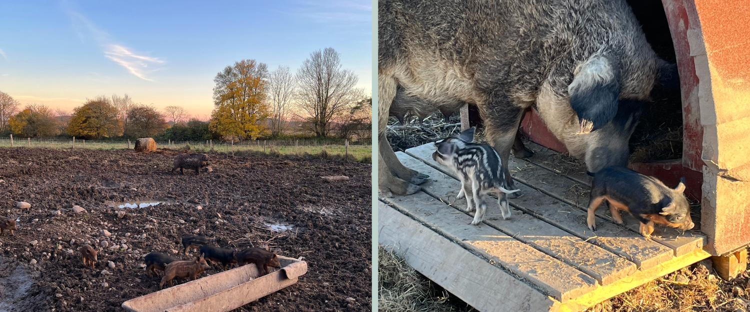 Sådan kan grisene få et værdigt liv – med plads, natur og tid til ungerne