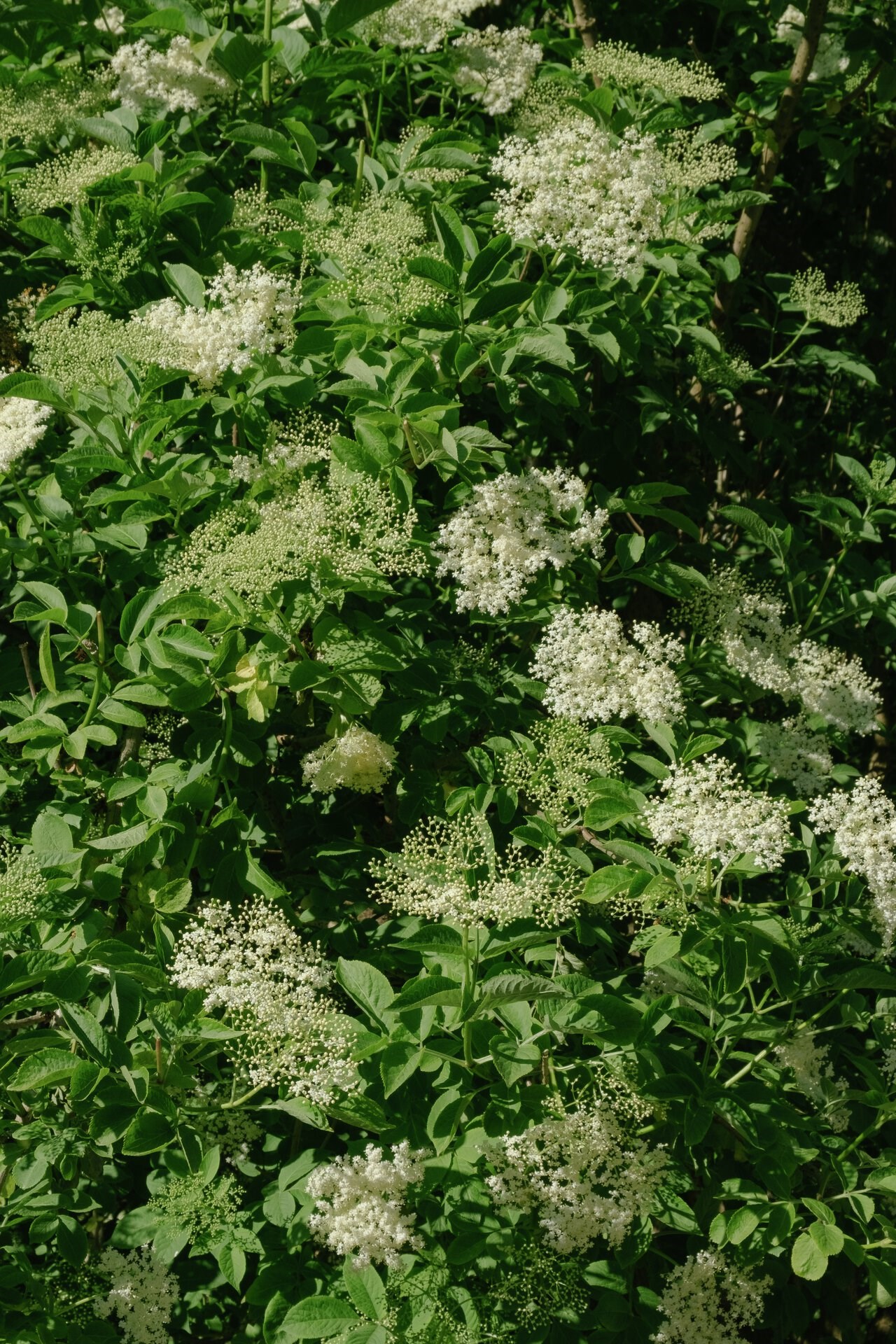 Gå ud og pluk! Sommerens urter og blomster kan trylles om til magiske opskrifter