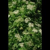 Gå ud og pluk! Sommerens urter og blomster kan trylles om til magiske opskrifter