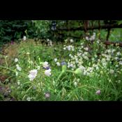 Så blomster i efteråret: Havesæsonen er langt fra forbi