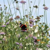 6 smukke stauder der lokker sommerfugle til haven og altanen