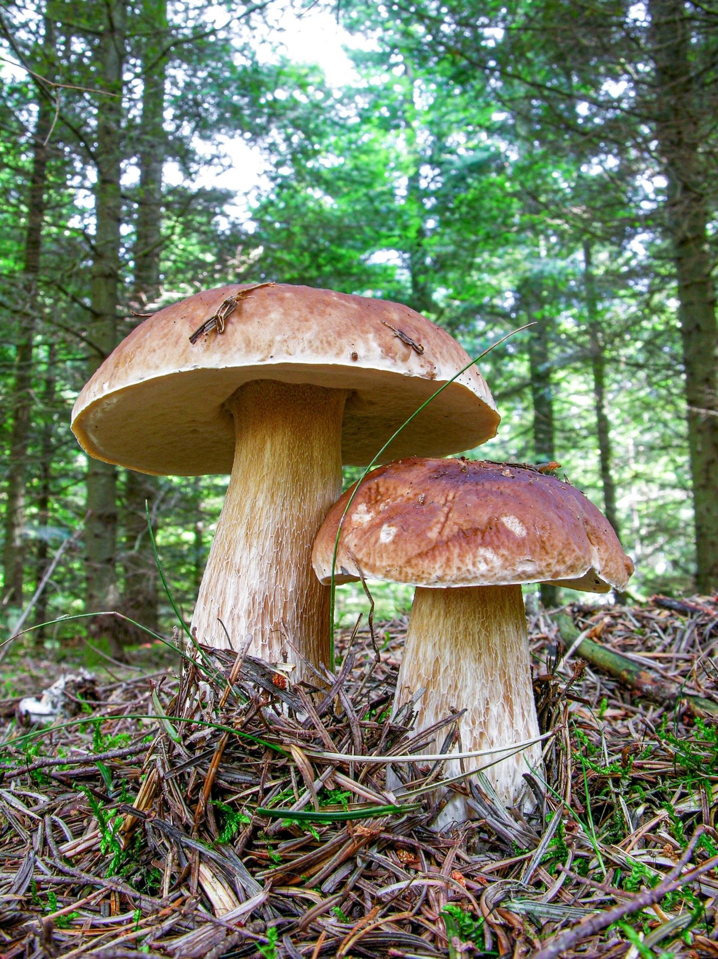 Karl Johan er en af de mest populær spiselige svampe. Svampen kan kendes på sin buttede hvidlige stok og brune halvkugleformede hat.
