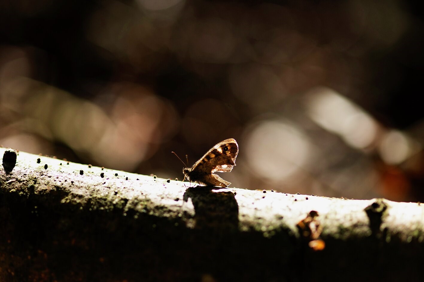 Tidslinje: De her love beskytter naturen i Danmark