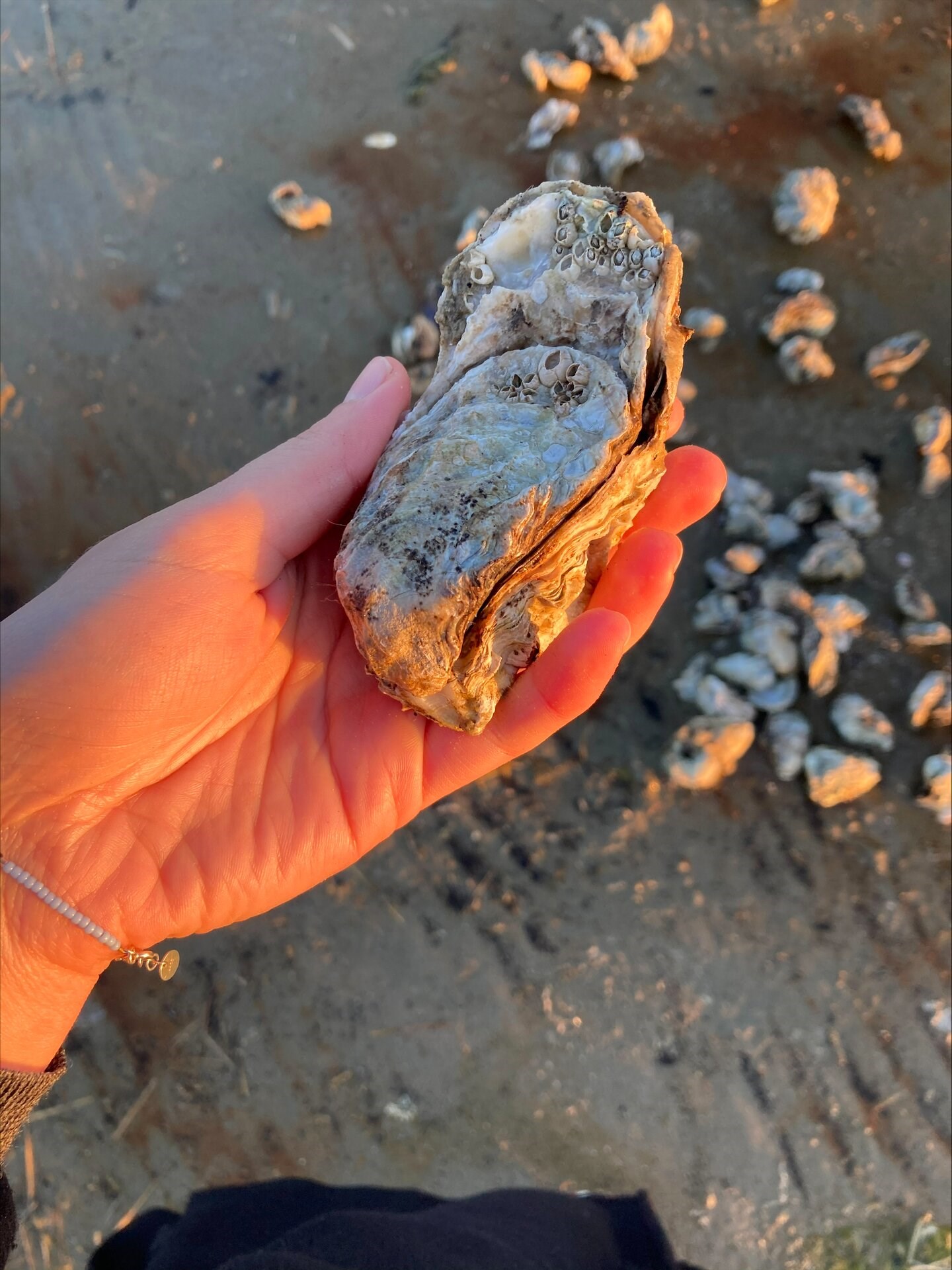 Sådan samler du østers - De er nemme at finde, og der er mange af dem! 
