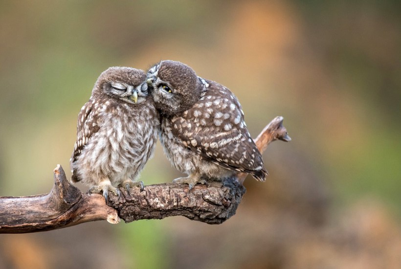 Kritisk truet ugle har lagt æg
