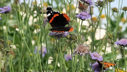 Tilmeld din vilde have