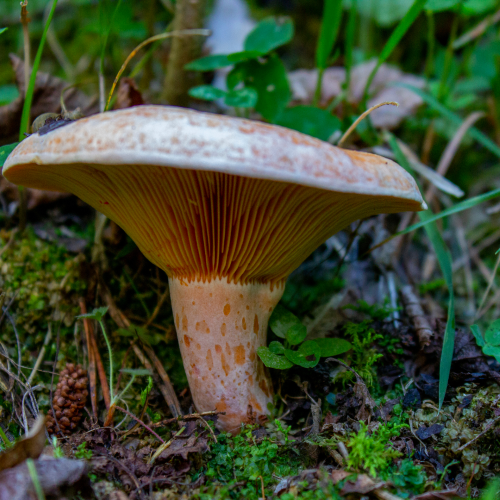 Velsmagende mælkehat