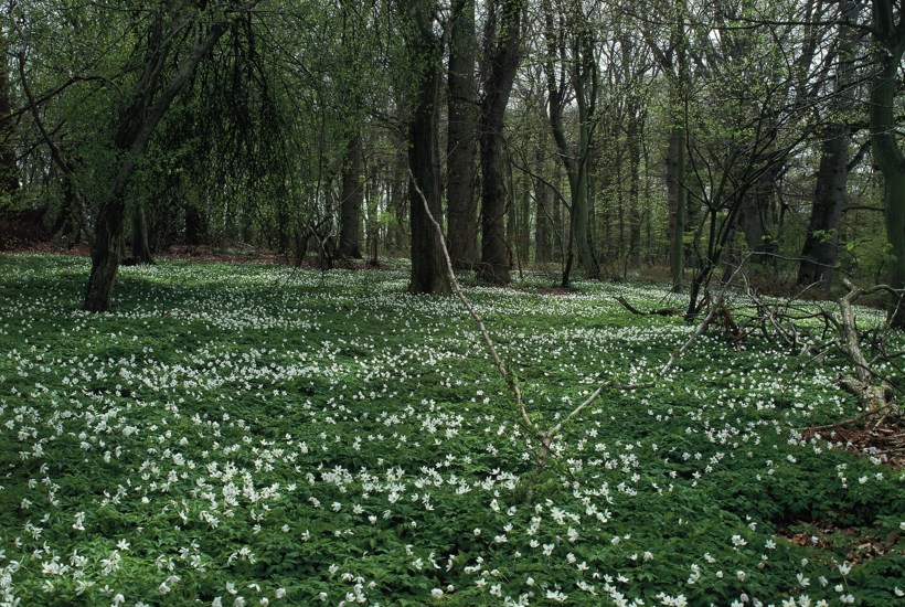 Gå på forårsjagt - og hjælp forskerne med dine observationer 