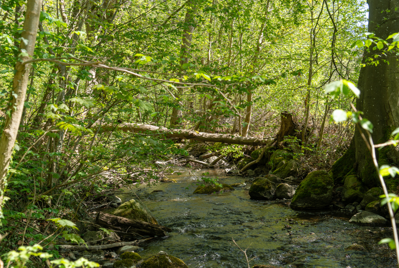 En vildere natur gør os sundere og gladere 