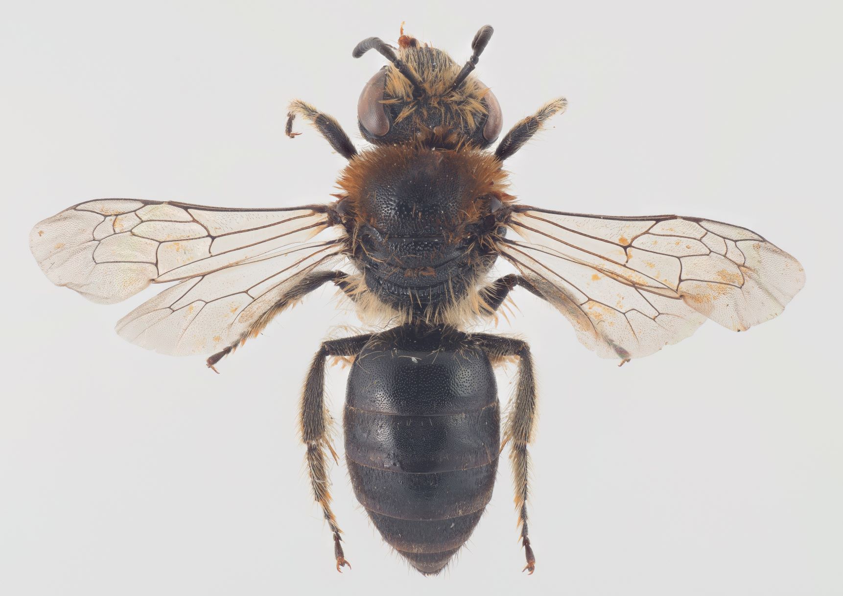 Kystsilkebi