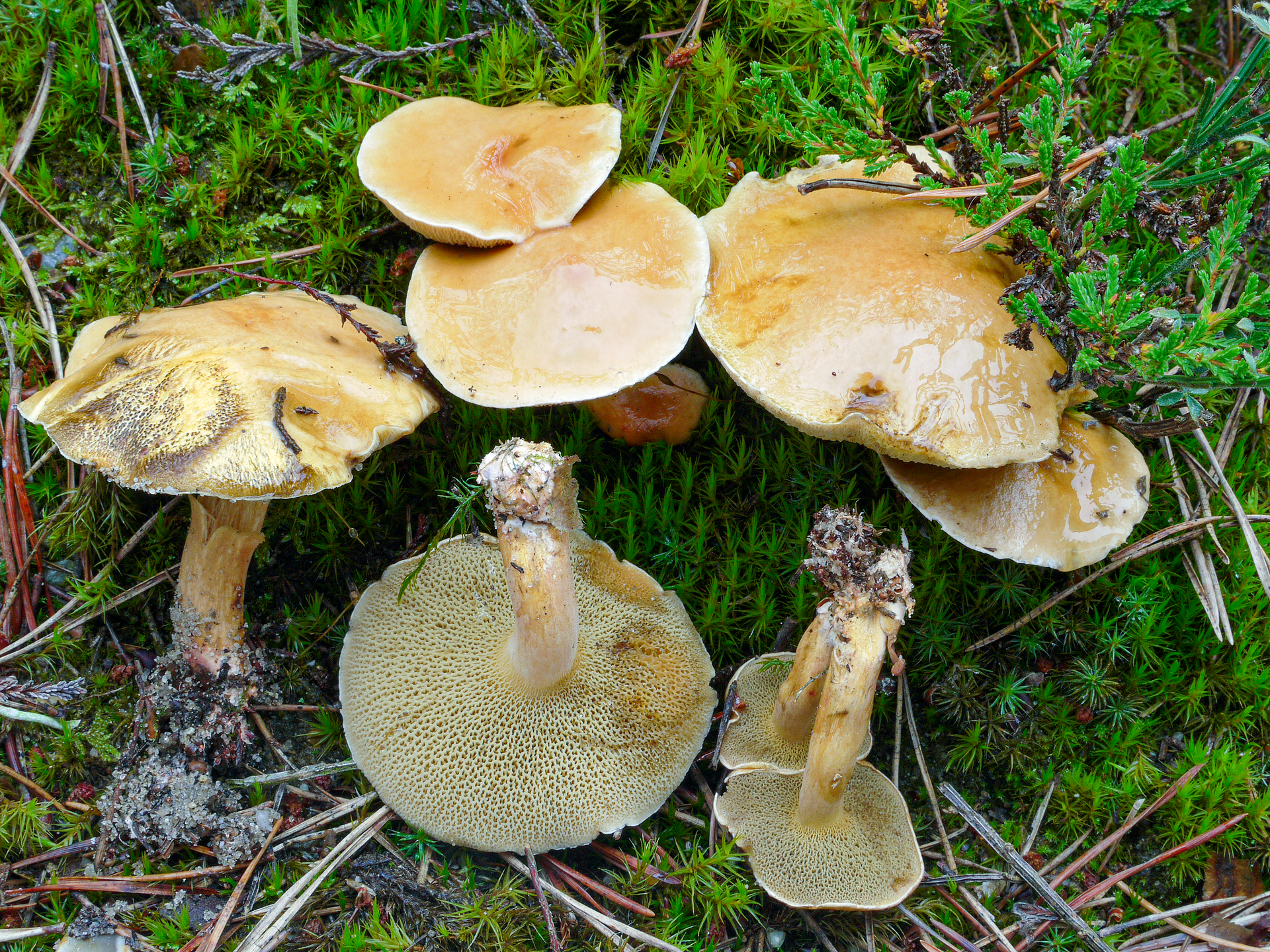 Grovporet slimrørhat (Suillus bovinus)