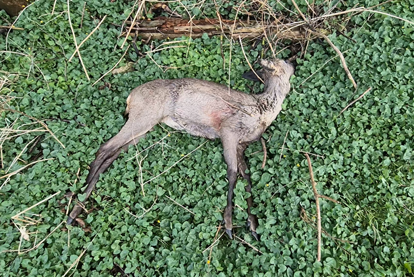 Gylle på frosne marker er gift for naturen