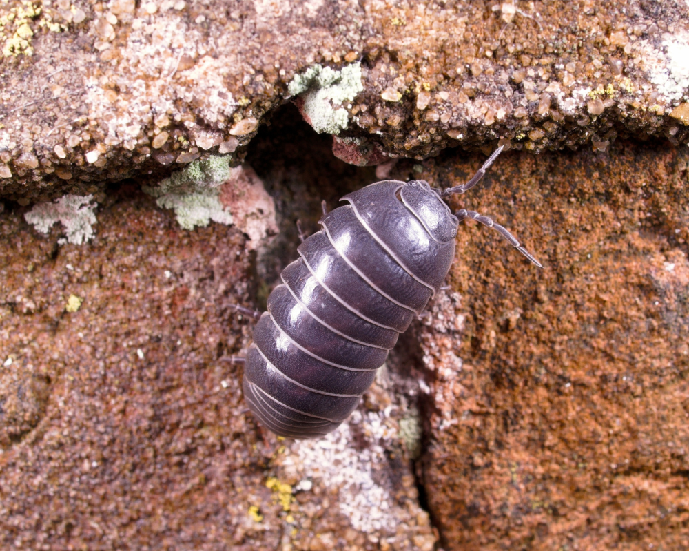 Sæt pris på bænkebideren