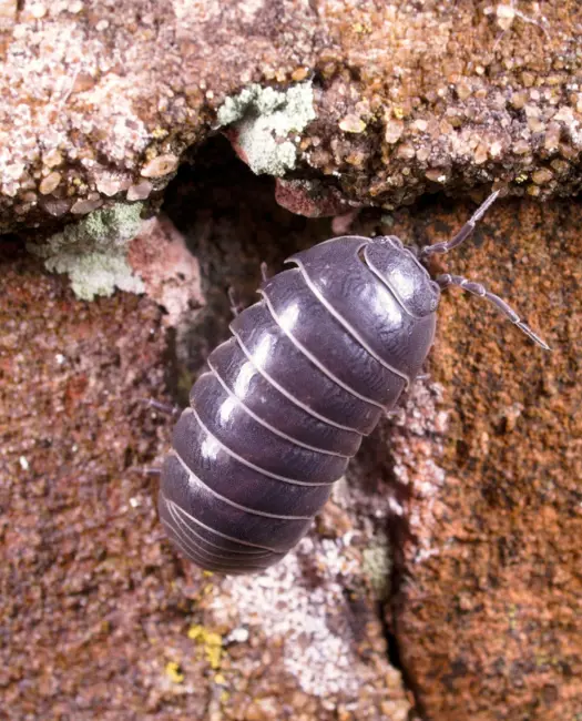 Sæt pris på bænkebideren