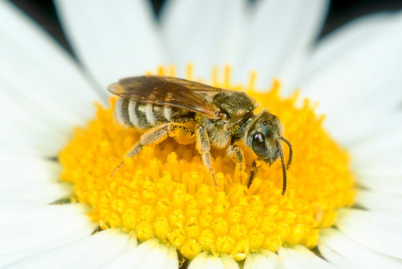 Nyt håb for truet bi: Fundet for første gang i 50 år