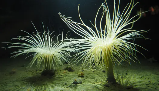 Søanemoner og sønellikker 