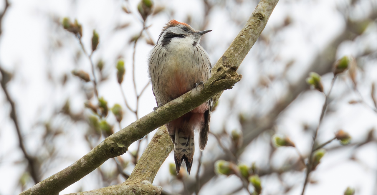 Sjælden spætte vender hjem efter 65 år i eksil 