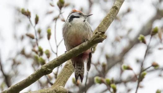 Sjælden spætte vender hjem efter 65 år i eksil 