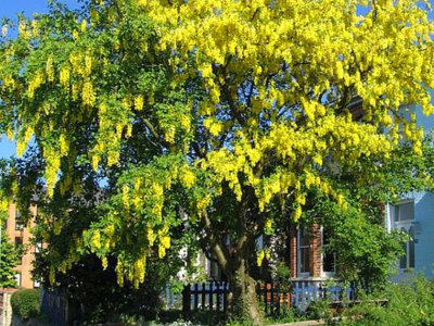 Guldregn og blåregn