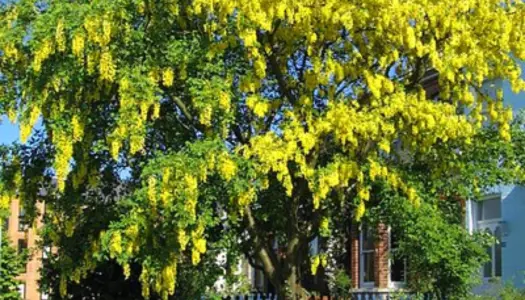 Guldregn og blåregn