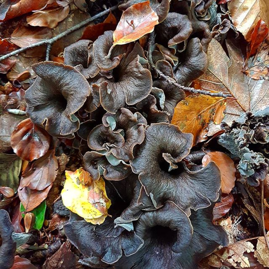 4. En velsmagende krøltop: Stor trompetsvamp