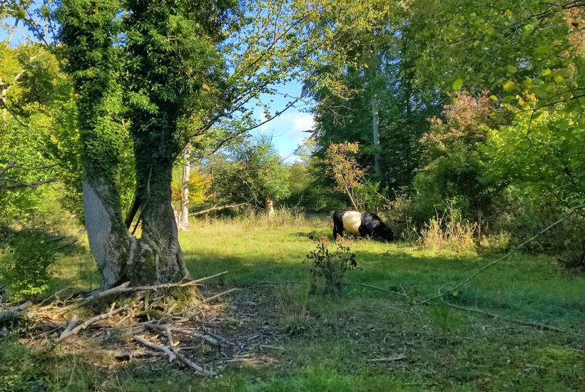 Fire partier stiller krav: Danmark skal have en naturlov nu