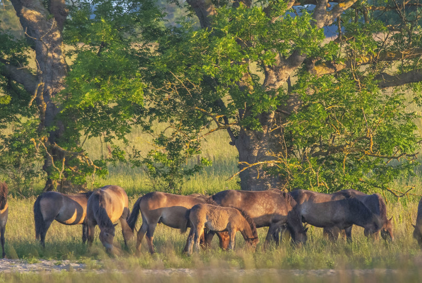 Ny forskning afslører - Heste både synger og fløjter til hinanden 