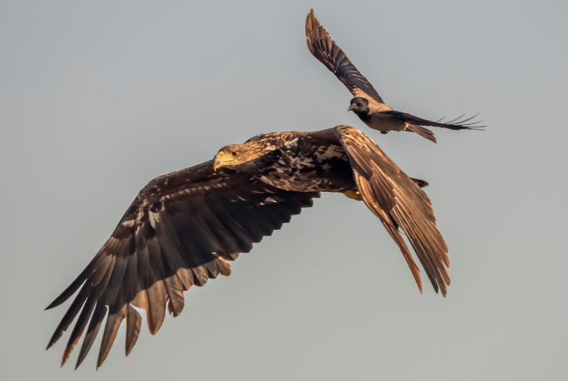 Havørnene har fået rekordmange unger på vingerne