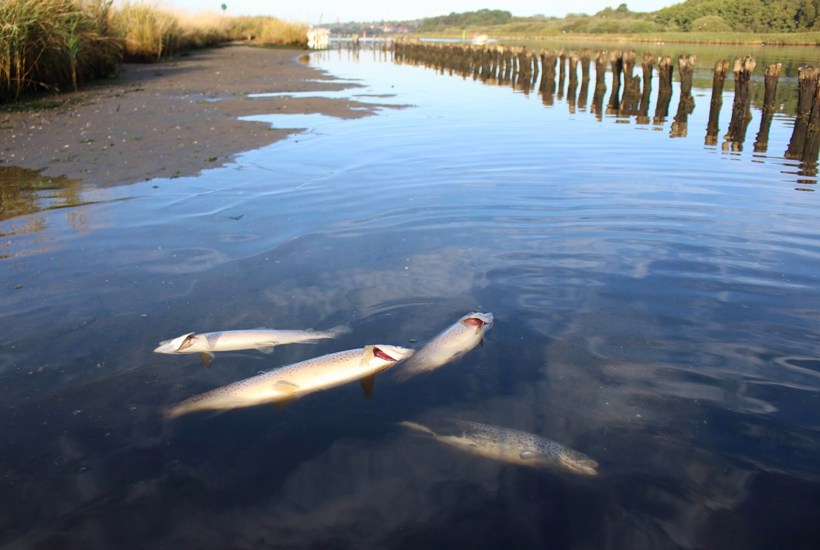Trods efterår og blæst: Rekordstort iltsvind dræber fortsat dansk hav