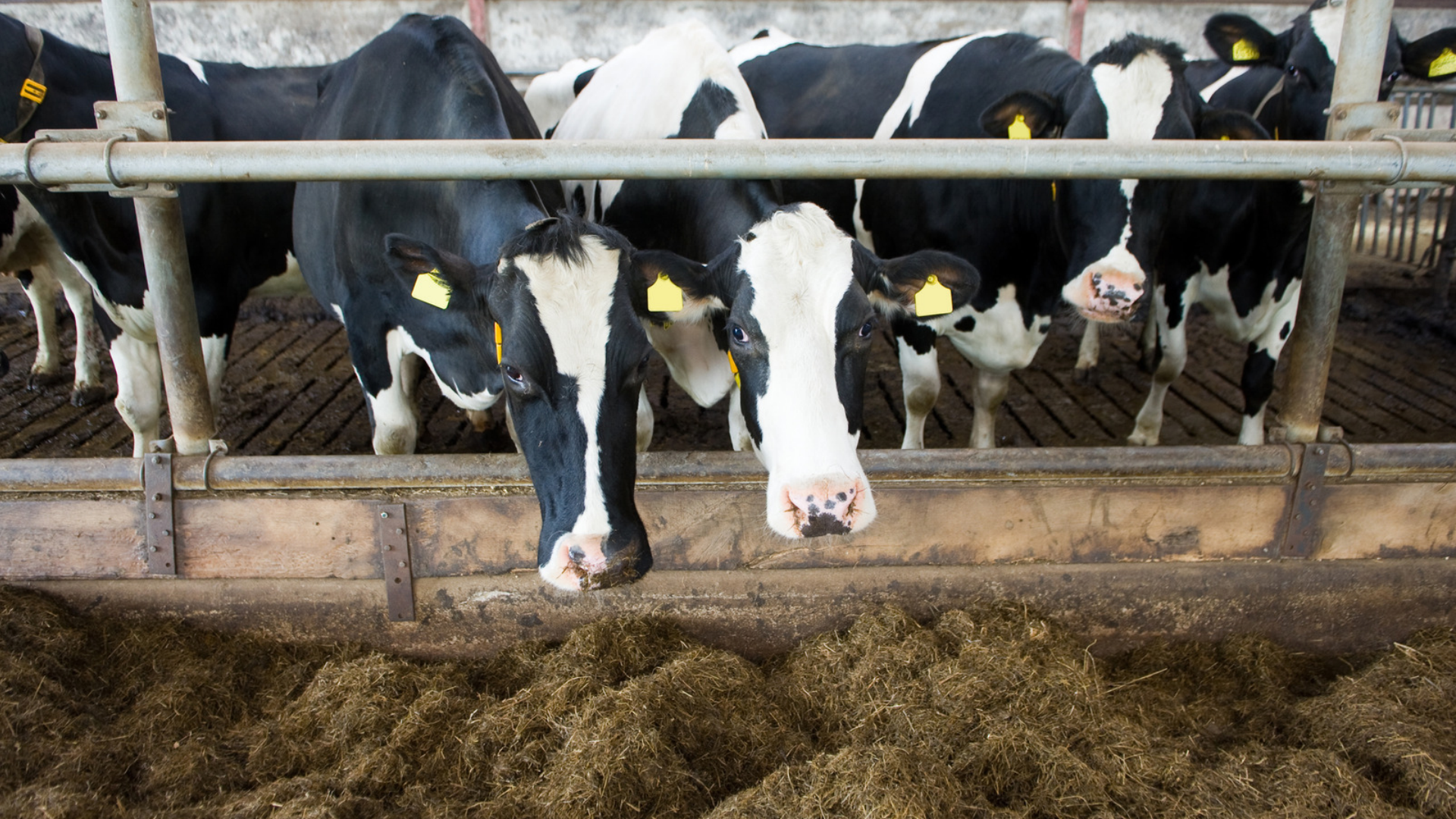 Nyt klimaprogram afslører: Landbruget er langt fra sit klimamål 