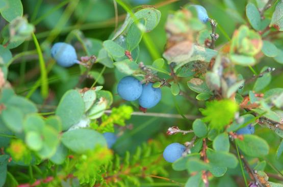 4. Plant stauder, buske og træer
