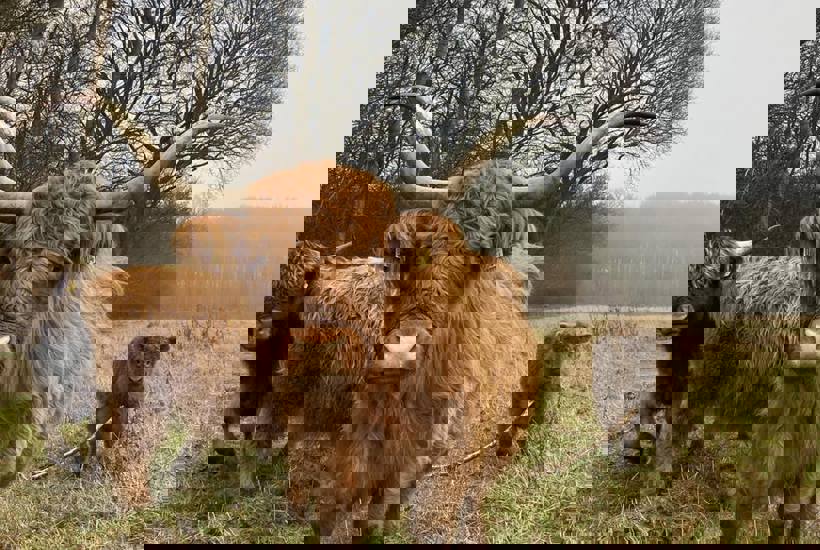 Flertal af danskerne bakker op om vilde skove med store dyr 