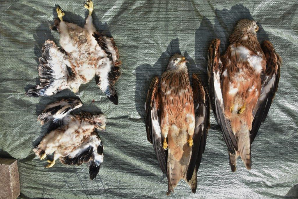 Når mennesker skader natur og dyr: Her er 5 eksempler på naturkriminalitet