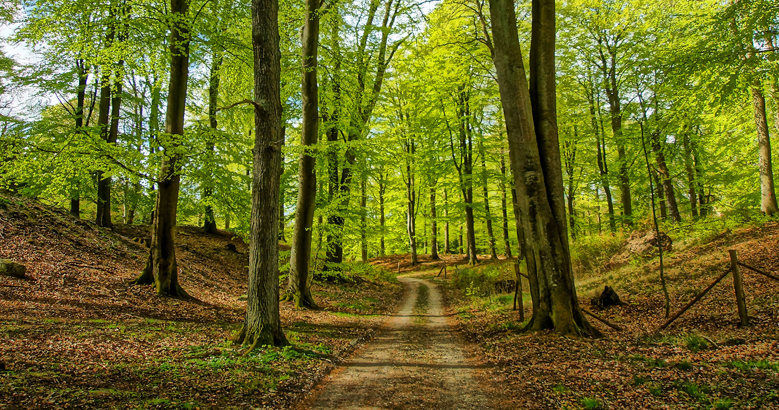 Giv plads til næste generations kæmper