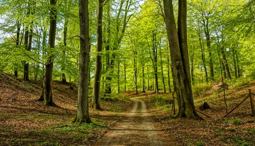 Giv plads til næste generations kæmper