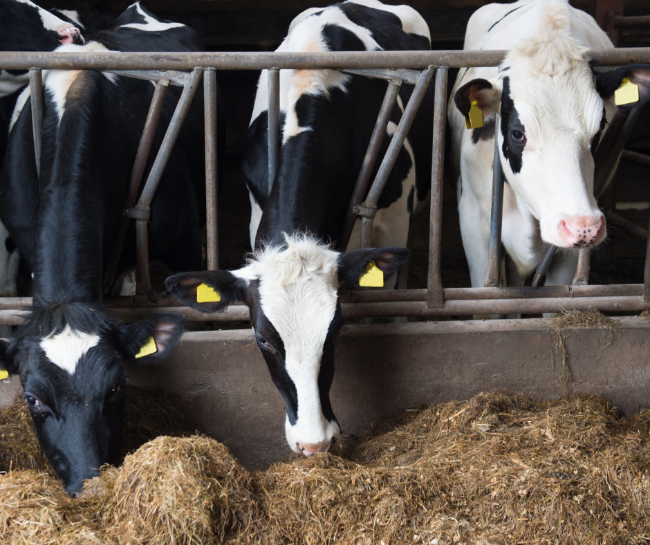 Hvorfor er en CO2-afgift nødvendig?